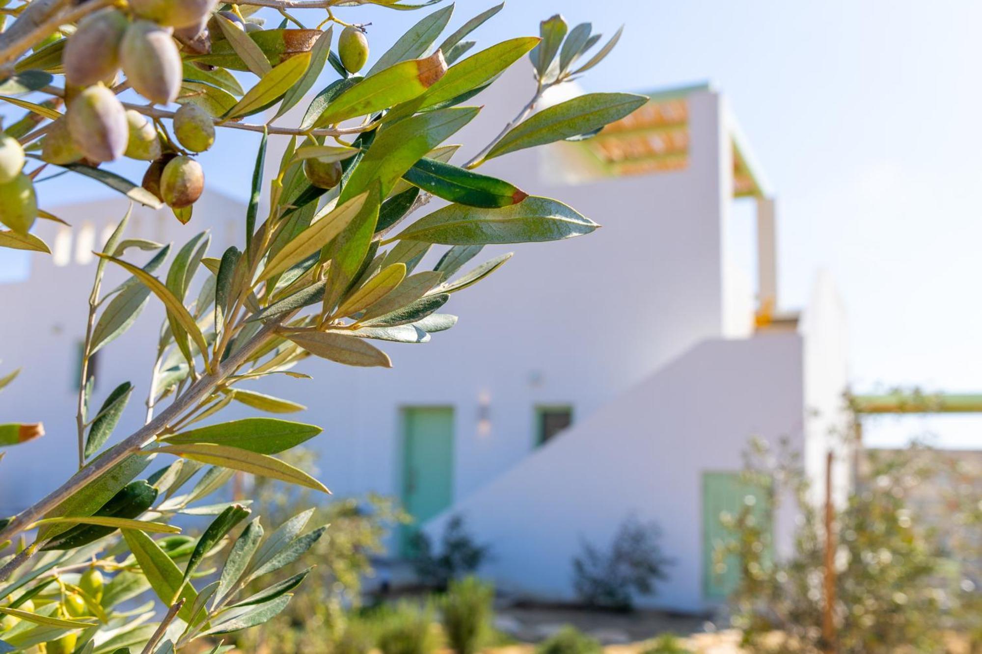 Plioni Villas & Suites Mikri Vigla Esterno foto